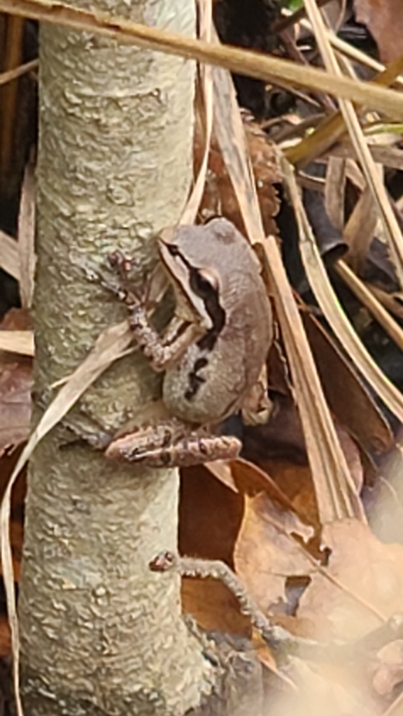 Cajun Chorus Frog from Greensburg, LA 70441, USA on January 02, 2023 at