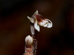 Danhatchia australis