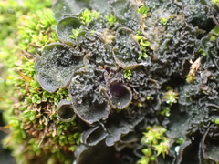 Leptochidium albociliatum