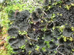 Leptochidium albociliatum