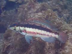 Serranus psittacinus