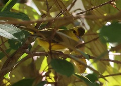 Vireo hypochryseus