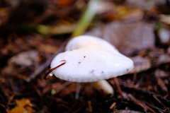 Inocybe geophylla