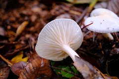 Inocybe geophylla