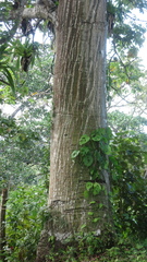 Pseudobombax septenatum