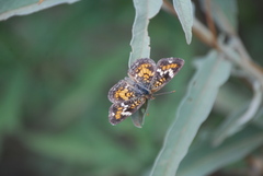 Phyciodes