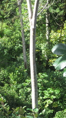Schizolobium parahyba