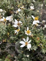 Chiliotrichum diffusum