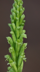 Microtis gracilenta