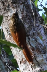 Xiphorhynchus flavigaster