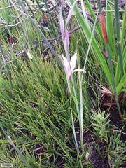 Gladiolus angustus