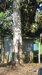 Zanthoxylum acuminatum