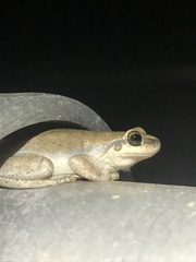 Litoria rubella