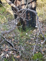Xanthosia atkinsoniana