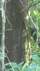 Tachigali panamensis