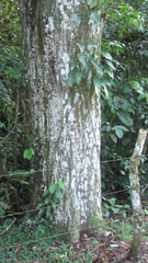 Pseudobombax septenatum