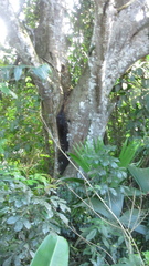 Tachigali panamensis