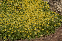 Azorella monantha