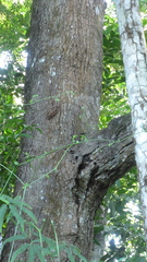 Vochysia ferruginea image