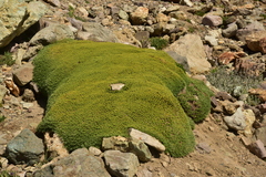 Azorella ruizii