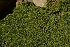 Azorella ruizii
