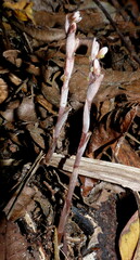 Danhatchia australis