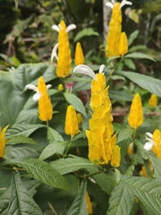 Pachystachys lutea