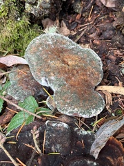 Phaeolus schweinitzii