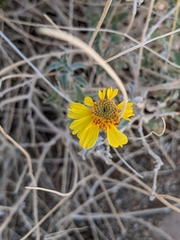 Encelia actoni