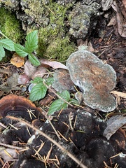 Phaeolus schweinitzii