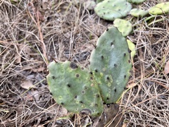 Opuntia austrina