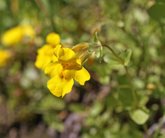 Erythranthe tilingii