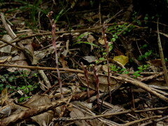 Danhatchia australis