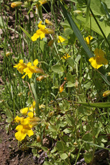 Erythranthe tilingii