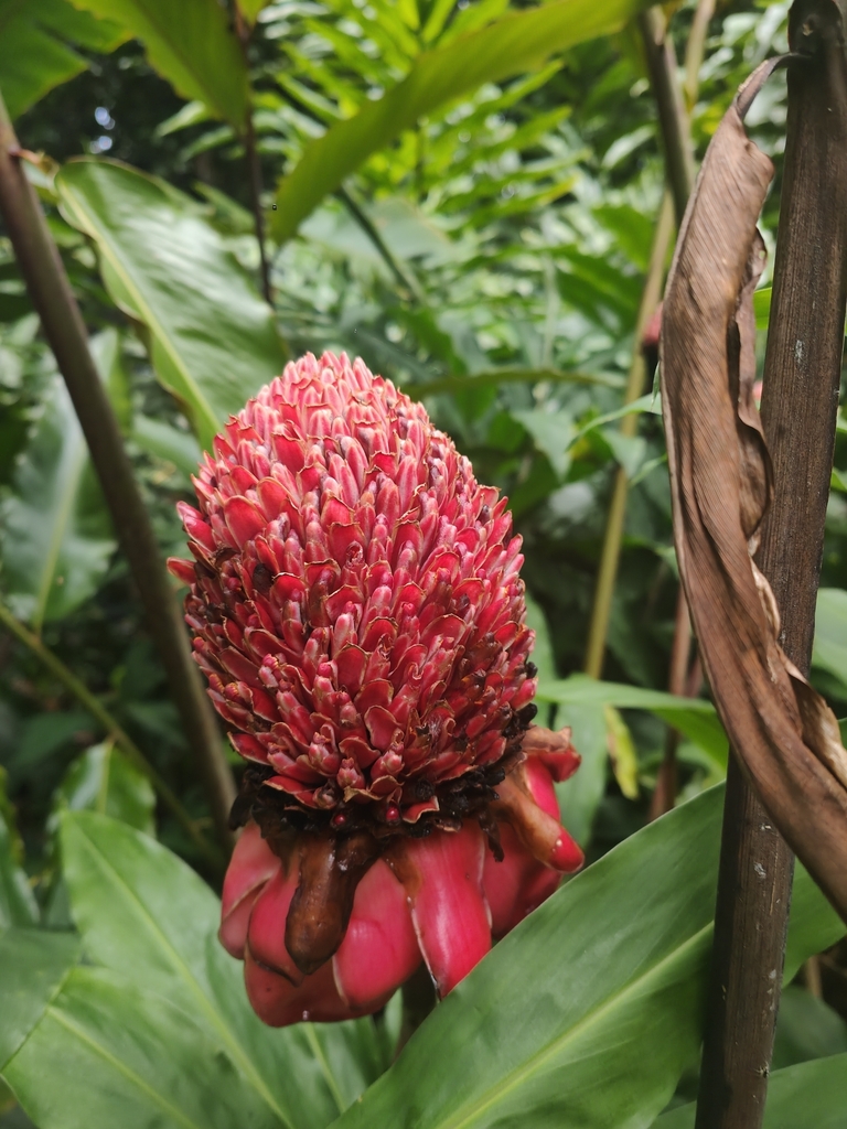 Torch ginger from Douglas, AUQL, AU on January 4, 2023 at 0142 PM by