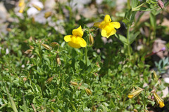 Erythranthe tilingii