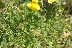 Erythranthe tilingii