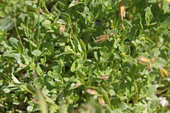 Erythranthe tilingii