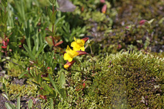 Erythranthe tilingii