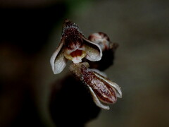 Danhatchia australis