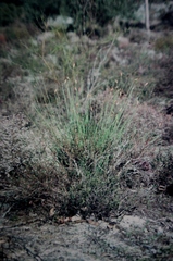 Johnsonia lupulina