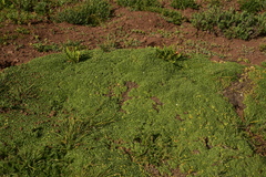Azorella ruizii