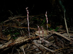 Danhatchia australis