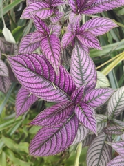 Strobilanthes auriculata dyeriana