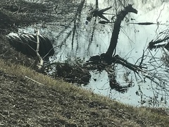 Trachemys scripta elegans