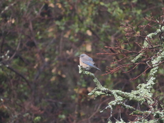 Sialia mexicana
