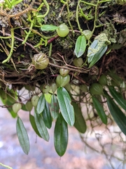 Bulbophyllum exiguum