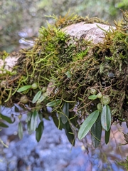 Bulbophyllum exiguum