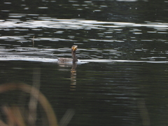 Phalacrocorax carbo sinensis