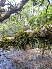 Bulbophyllum exiguum